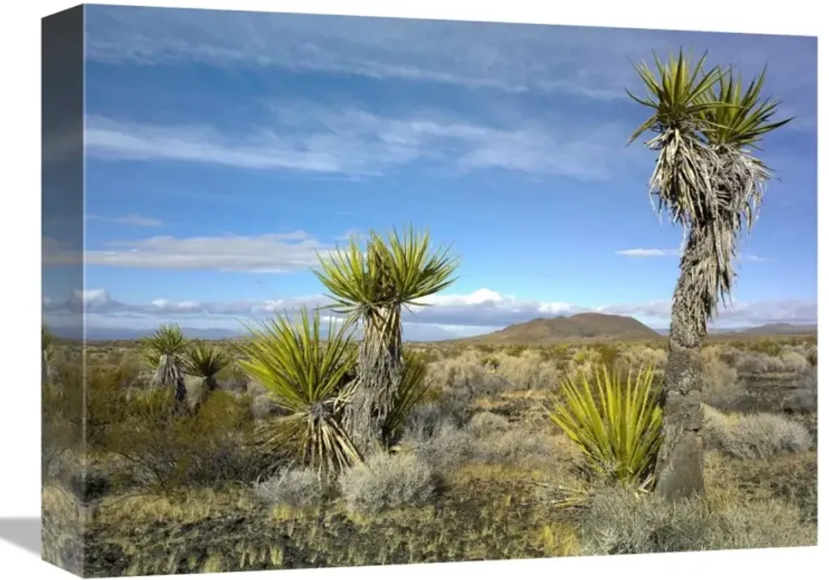 Cinder Cones, Joshua Tree and other desert vegetation, Mojave National Preserve, California-Canvas Art-16x12