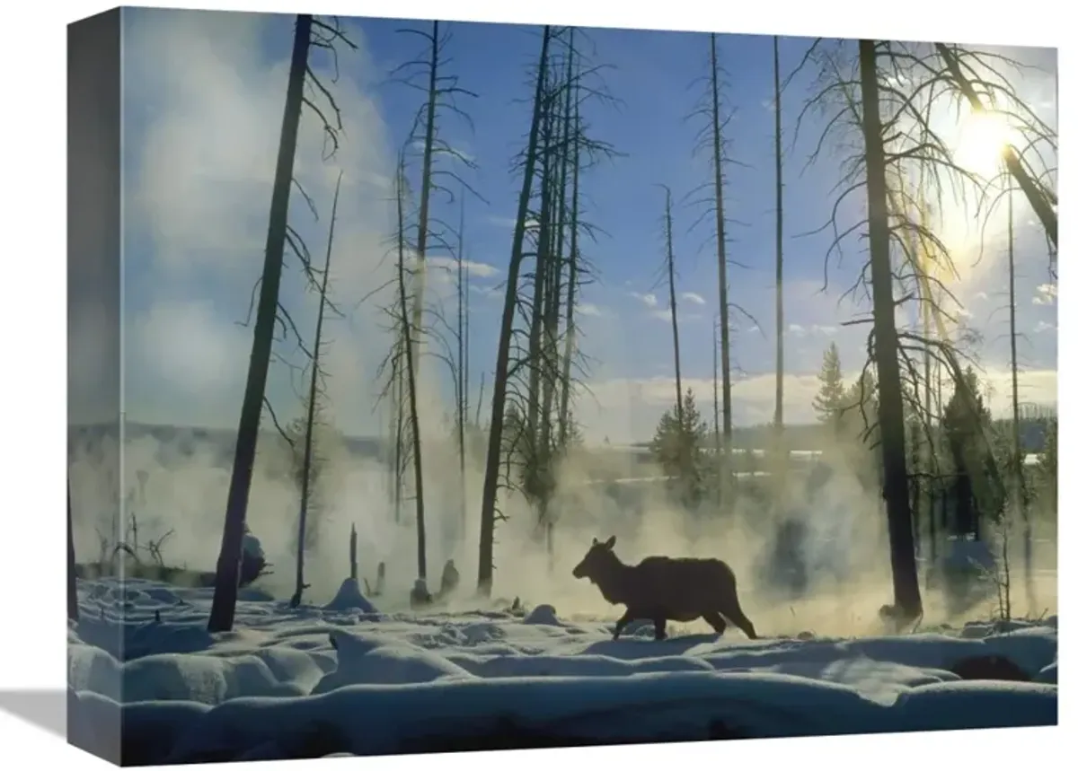 Elk female in the snow with steam rising from nearby hot spring, Yellowstone National Park, Wyoming-Canvas Art-16x12