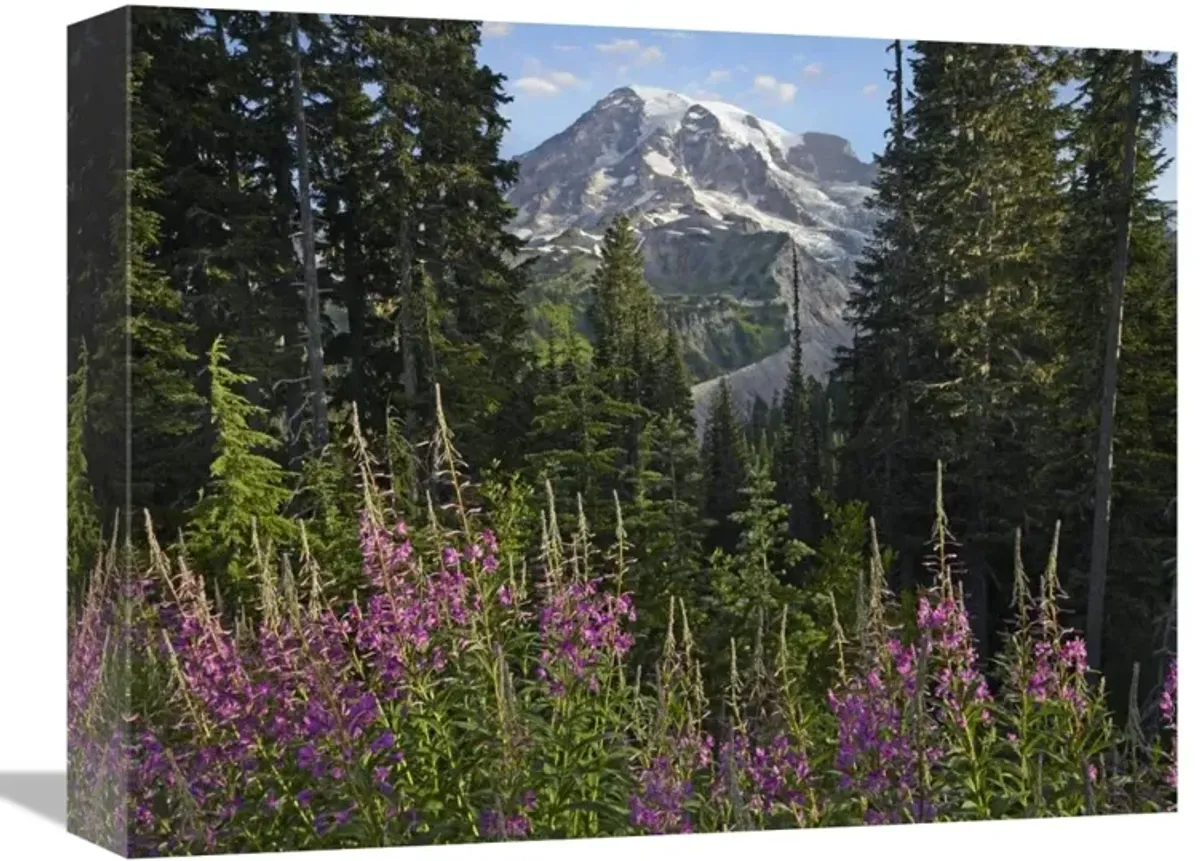 Fireweed flowering and Mount Rainier, Mount Rainier National Park, Washington-Canvas Art-16x12