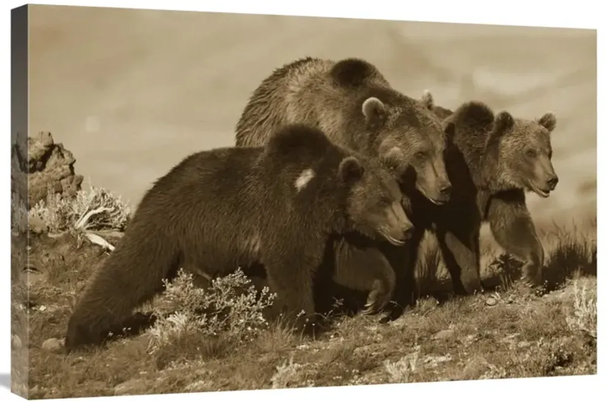 Grizzly Bear mother with two one year old cubs, North America-Canvas Art-30x20