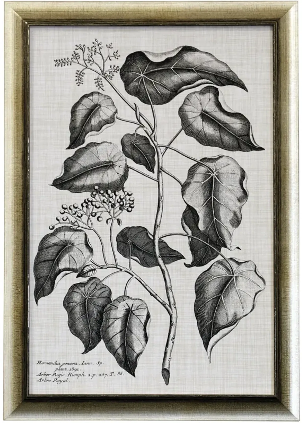 Black & Oatmeal Botanical VIII