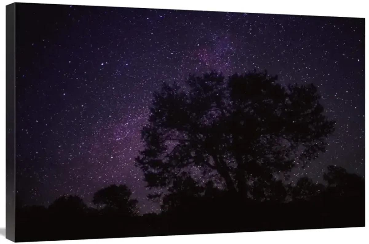 Starry sky with silhouetted Oak tree-Canvas Art-36x24