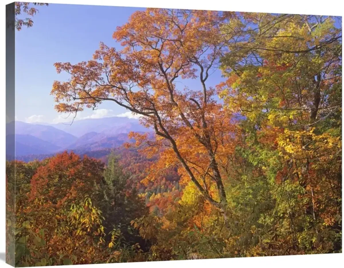 Great Smoky Mountains from, Blue Ridge Parkway, North Carolina-Canvas Art-32x24