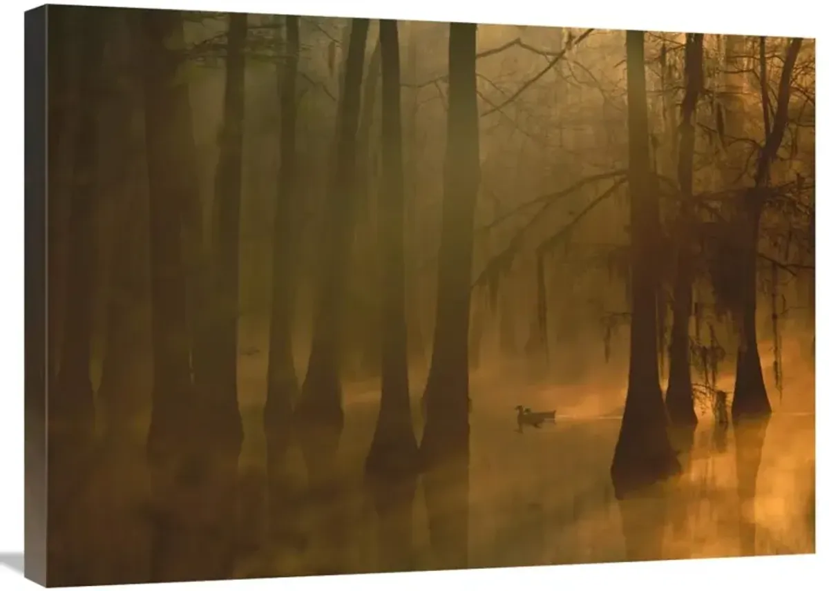 Mallard pair in Cypress swamp, Calcasieu River, Lake Charles, Louisiana-Canvas Art-32x24