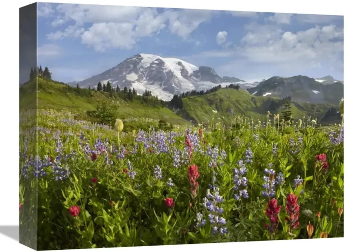 Paradise Meadow and Mount Rainier, Mount Rainier National Park, Washington-Canvas Art-16x12