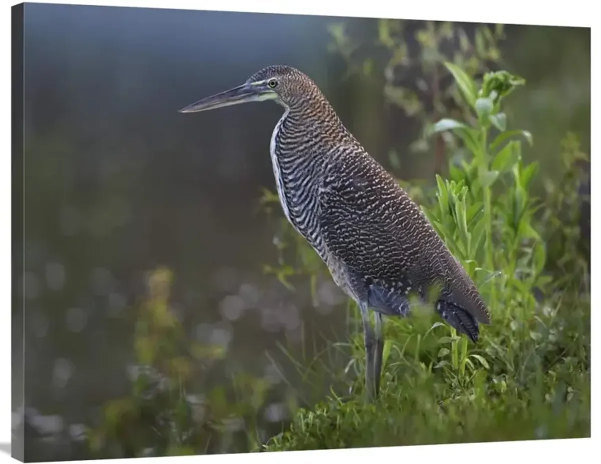 Bare-throated Tiger Heron portrait, Costa Rica-Canvas Art-40x30