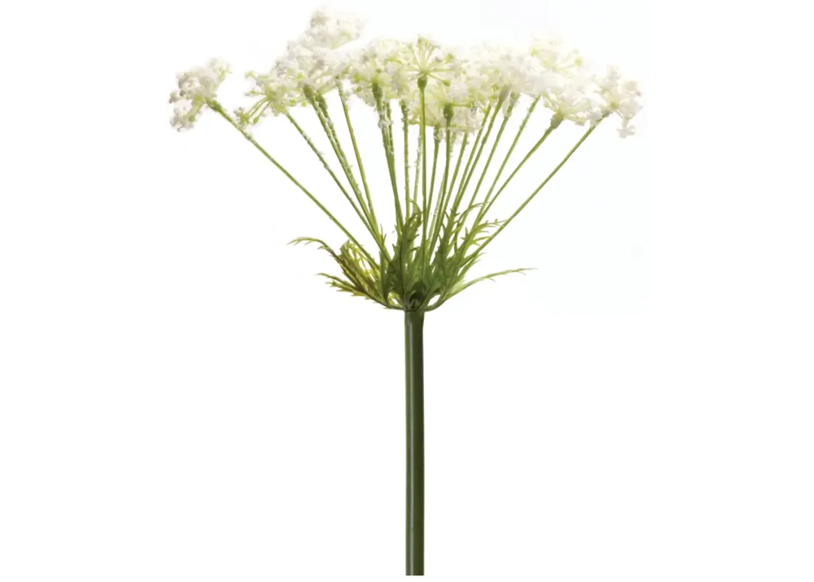 Queen Anne's Lace Stem Set of 2 for Floral Arrangements and Home Decor