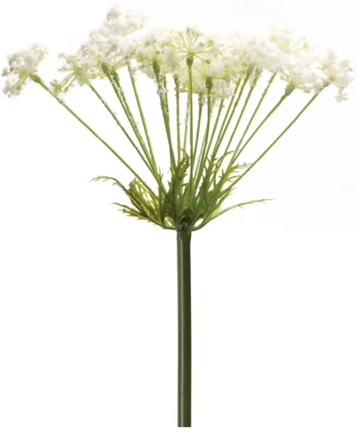 Queen Anne's Lace Stem Set of 2 for Floral Arrangements and Home Decor