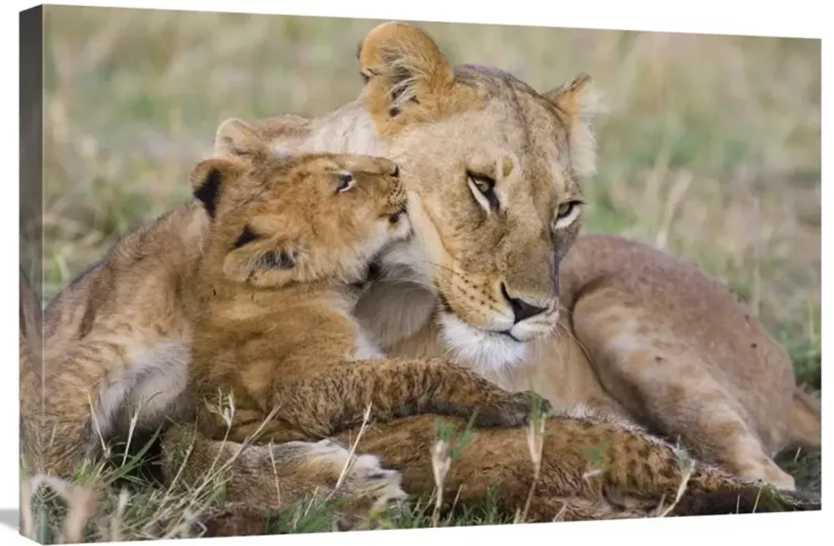 African Lion mother and young cubs, Masai Mara National Reserve, Kenya-Canvas Art-30x20