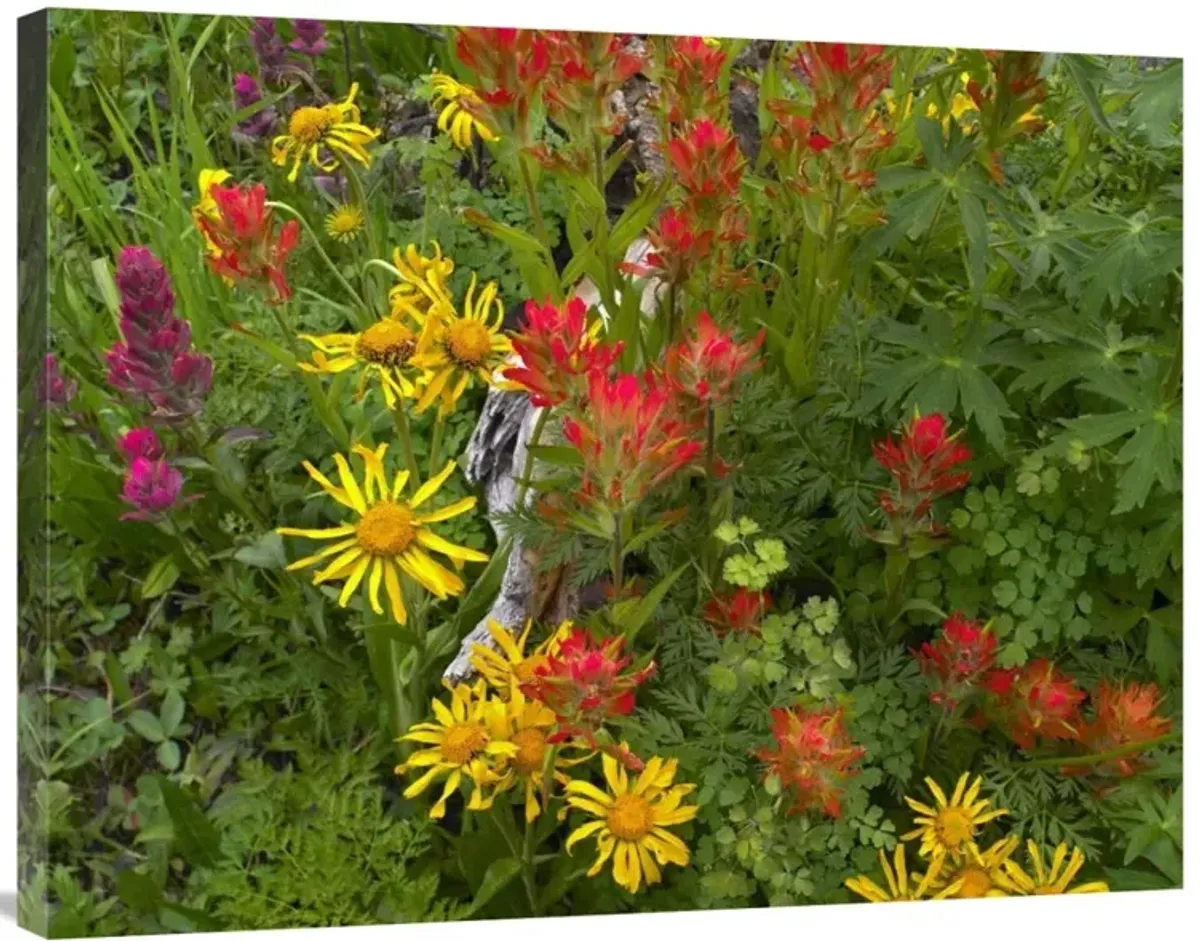 Orange Sneezeweed and Indian Paintbrush flowers in meadow, North America-Canvas Art-35x28