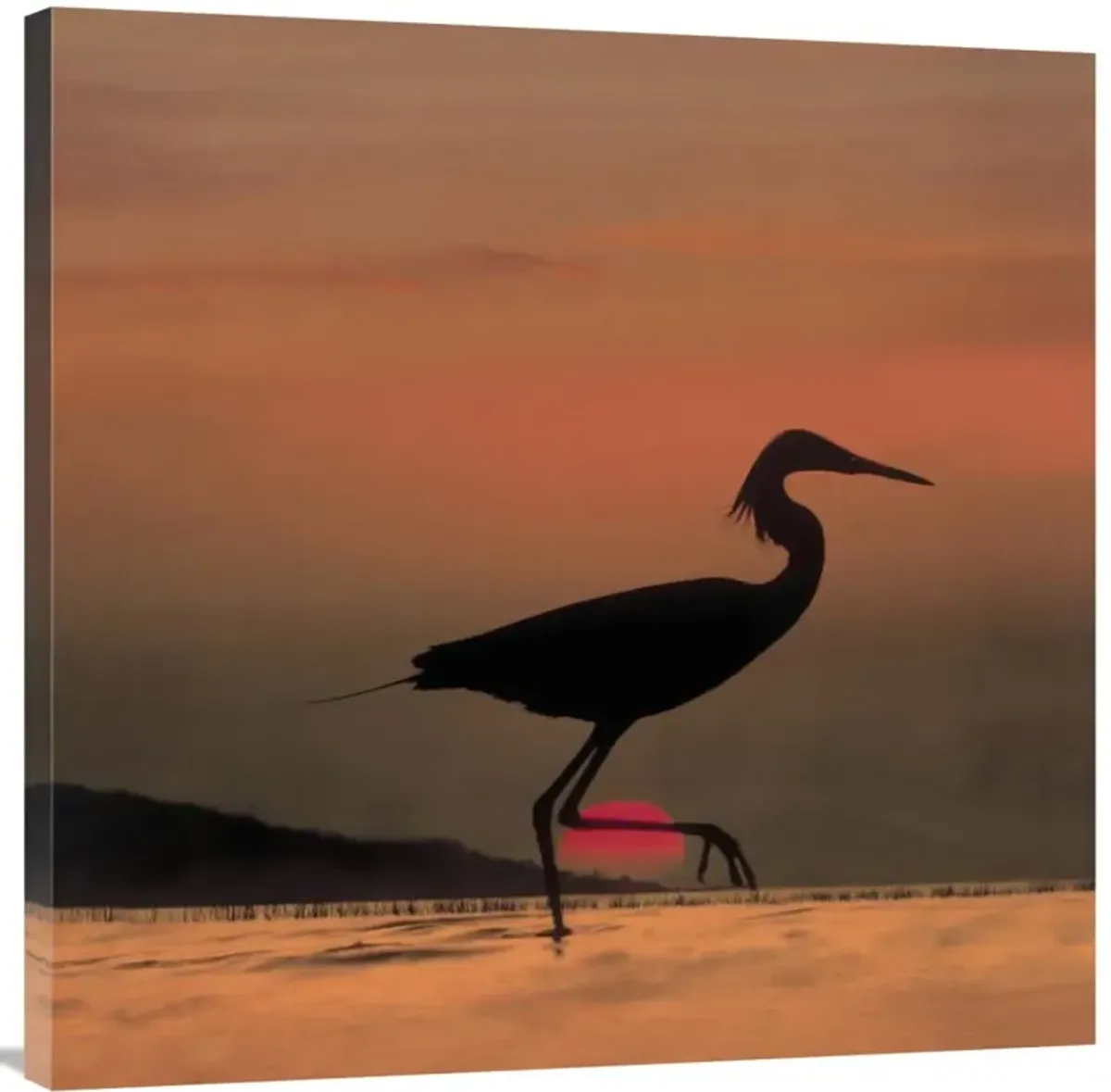 Little Egret silhouetted at sunset, Africa-Canvas Art-36x36