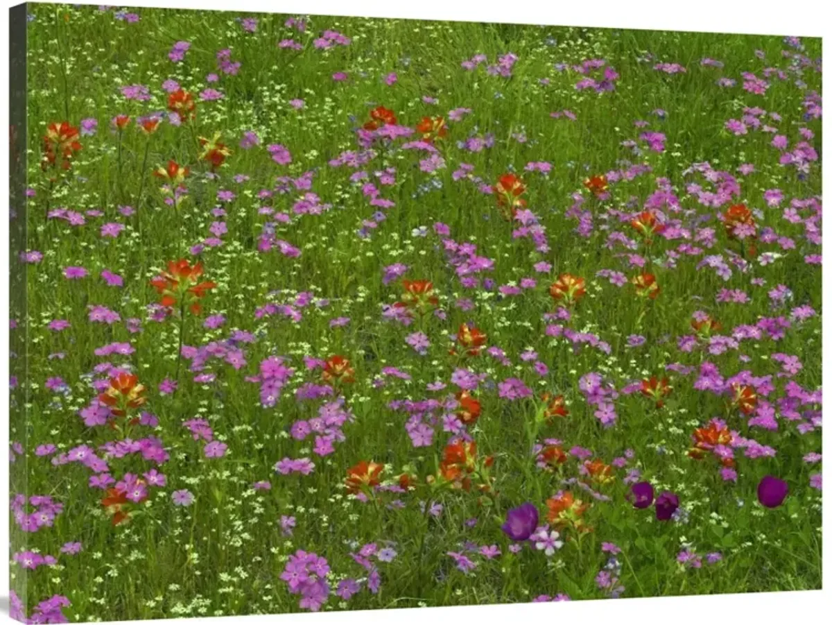 Pointed Phlox and Indian Paintbrushes in bloom, Hill Country, Texas-Canvas Art-40x30