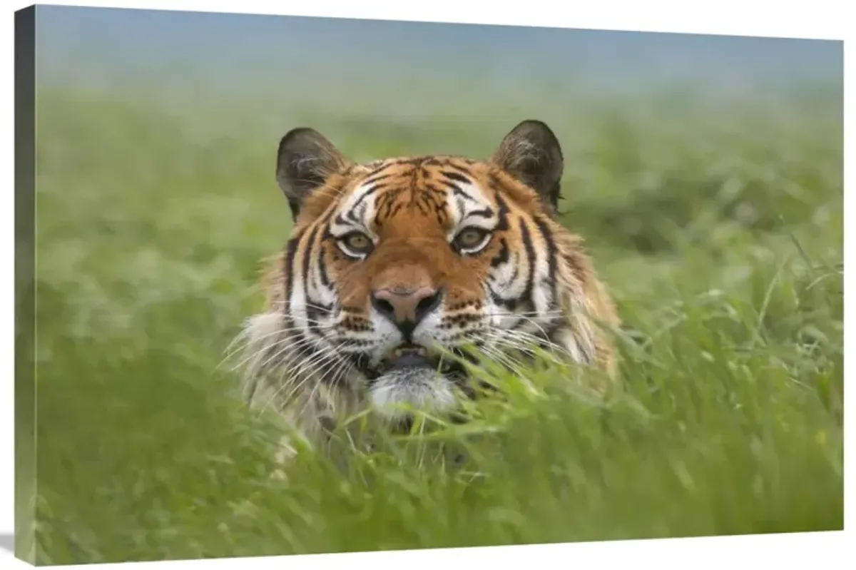 Siberian Tiger snarling, native to Russia-Canvas Art-36x24