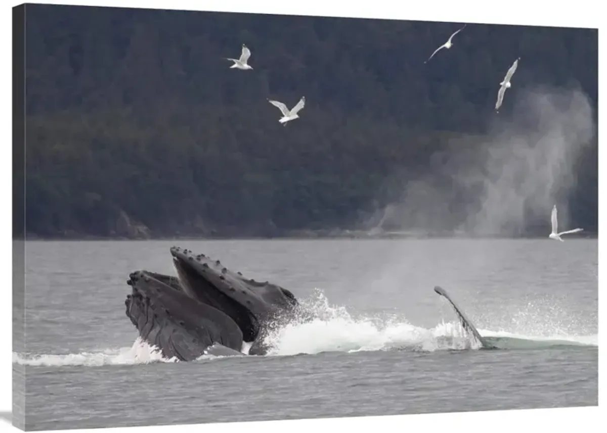 Humpback Whale bubble net feeding near Juneau, Alaska-Canvas Art-40x30