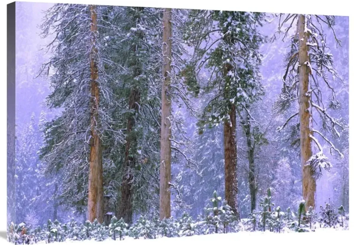 Winter in Yosemite National Park, California-Canvas Art-36x25.2