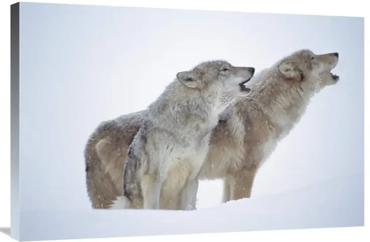 Timber Wolves close-up portrait of pair howling in snow, North America-Canvas Art-36x24