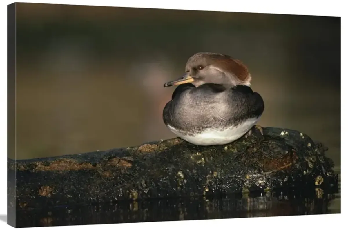 Hooded Merganser female portrait, British Columbia, Canada-Canvas Art-36x24
