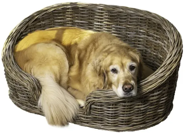 Curvy Classic Handwoven Rattan Dog Bed with Machine-Washable Cushion