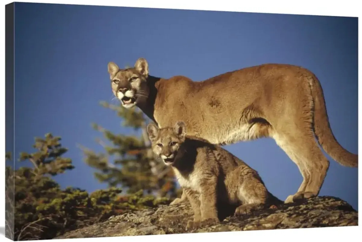 Mountain Lion or Cougar mother with kitten, North America, captive animal-Canvas Art-36x24