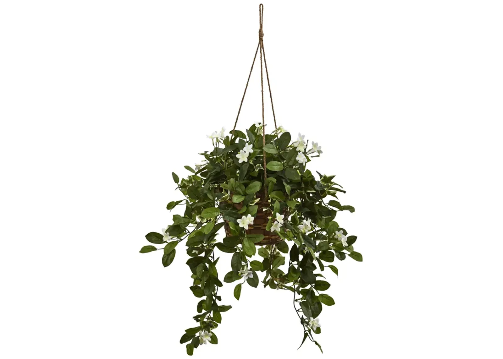 HomPlanti Mixed Stephanotis Hanging Basket