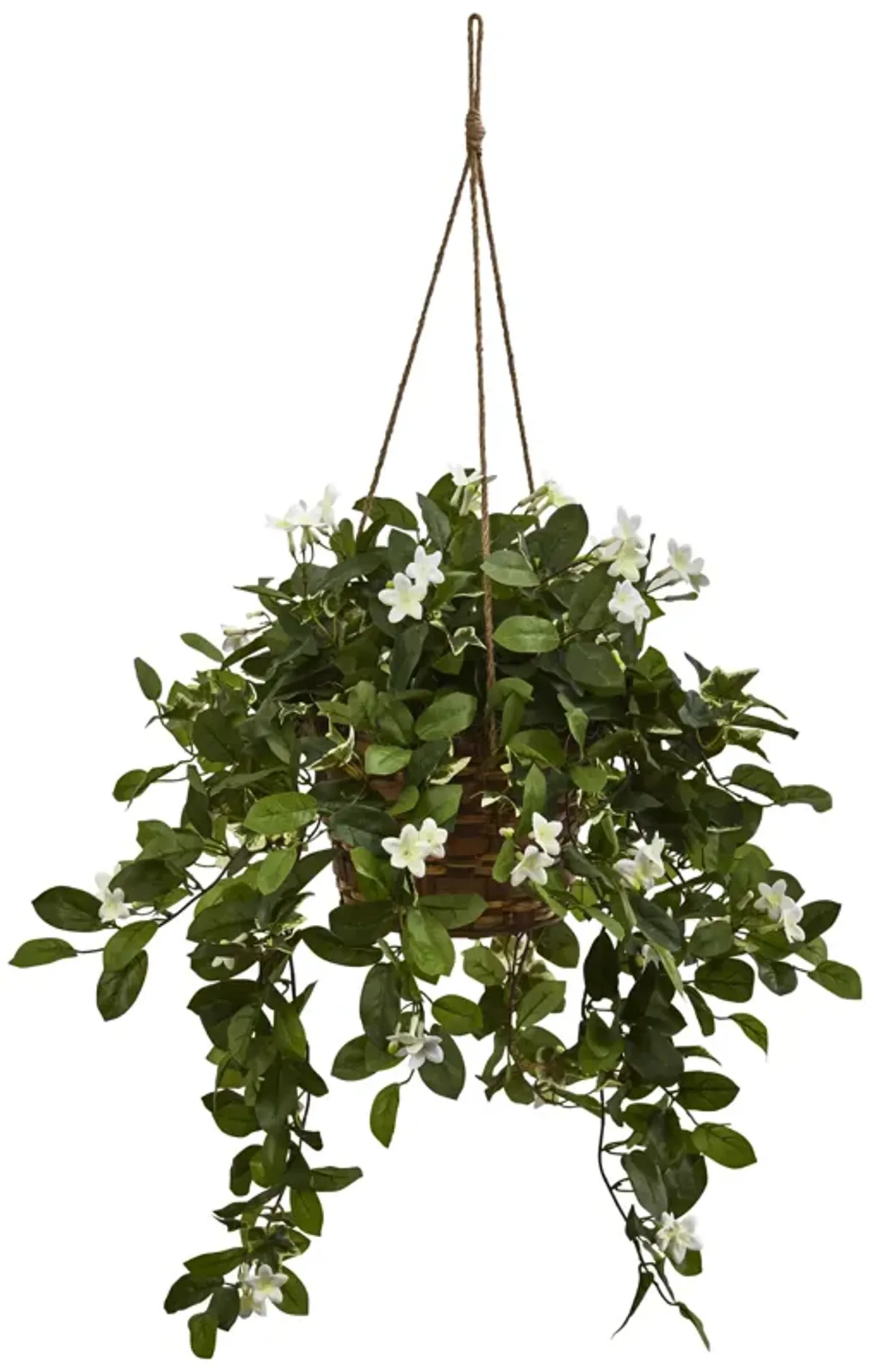 HomPlanti Mixed Stephanotis Hanging Basket