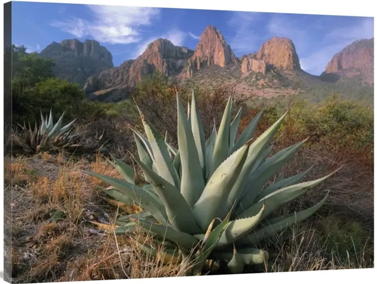 Chisos Agave and the Chisos Mountains, Big Bend National Park, Texas-Canvas Art-40x30