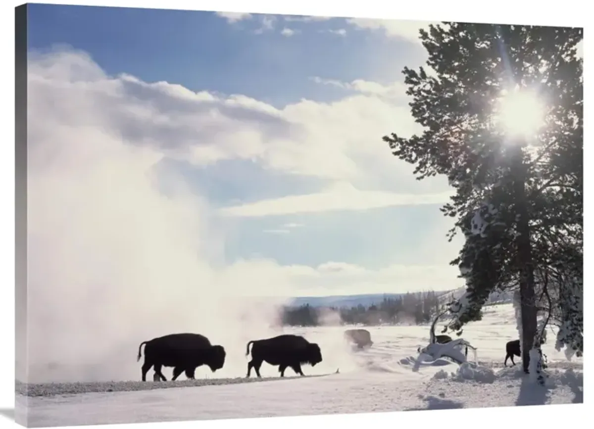 American Bison in winter, Yellowstone National Park, Wyoming-Canvas Art-40x30