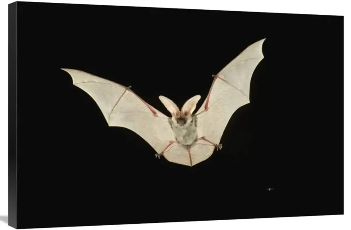 Spotted Bat flying at night near the edge of the Grand Canyon, Kaibab National Forest, Arizona-Canvas Art-36x24