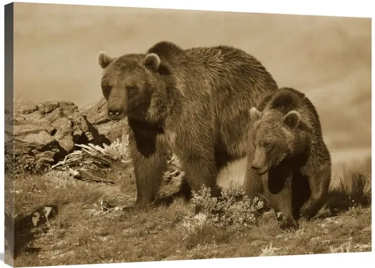 Grizzly Bear mother with a one year old cub, North America-Canvas Art-36x25.56