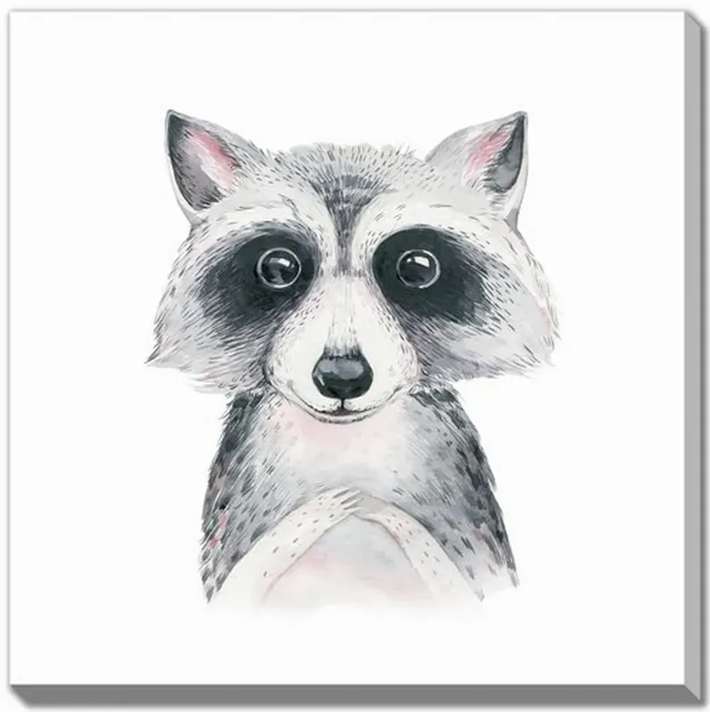 Racoon