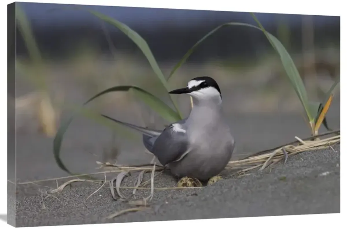 Aleutian Tern on ground nest with single egg, Yakutat, Alaska-Canvas Art-36x24