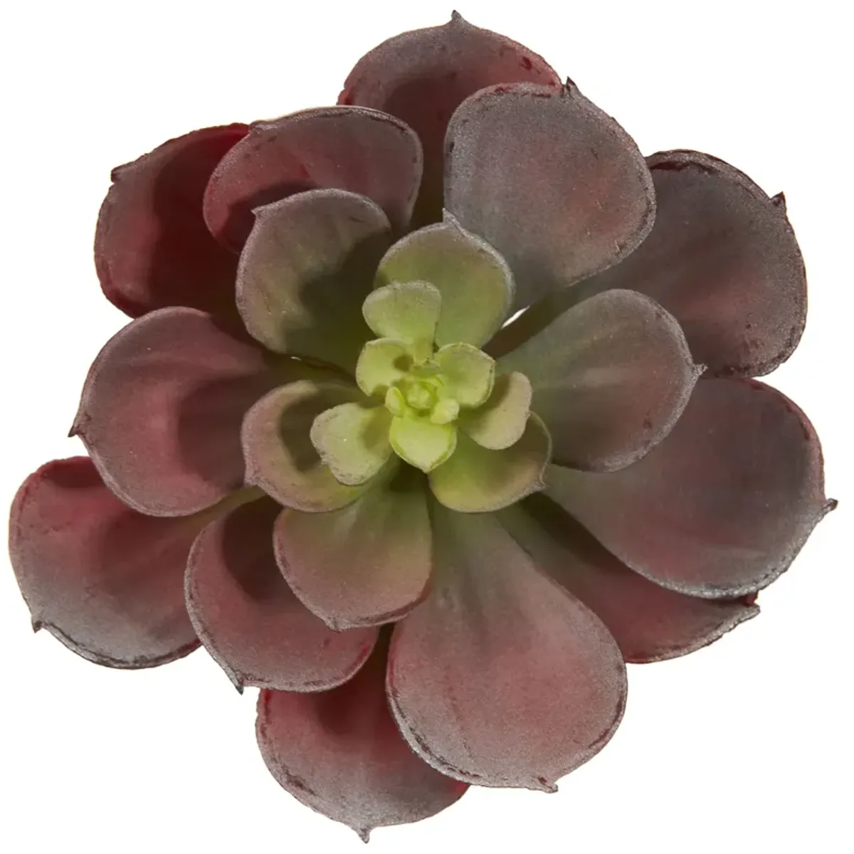 HomPlanti 5" Echeveria Succulent Plant (Set of 12)