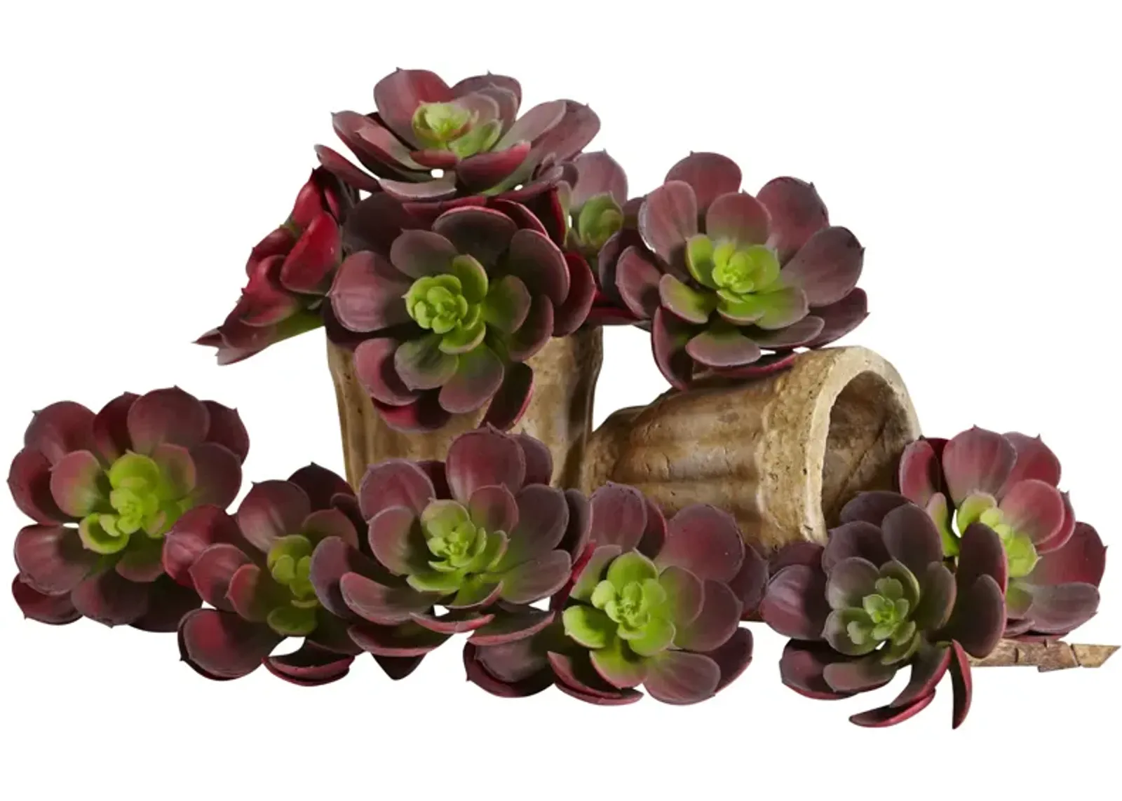 HomPlanti 5" Echeveria Succulent Plant (Set of 12)