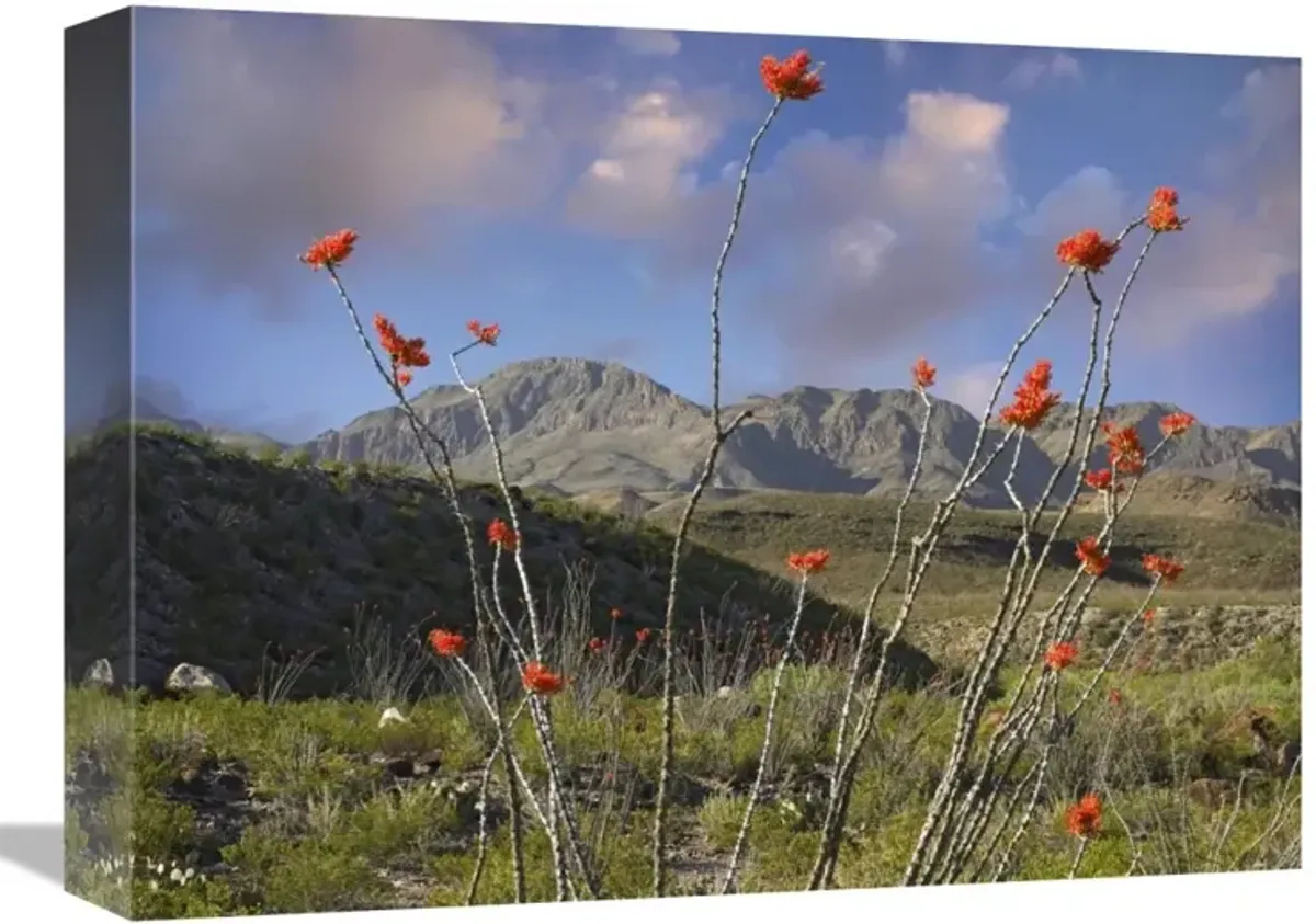 Ocotillo Big Bend Ranch State Park, Chihuahuan Desert, Texas-Canvas Art-16x12