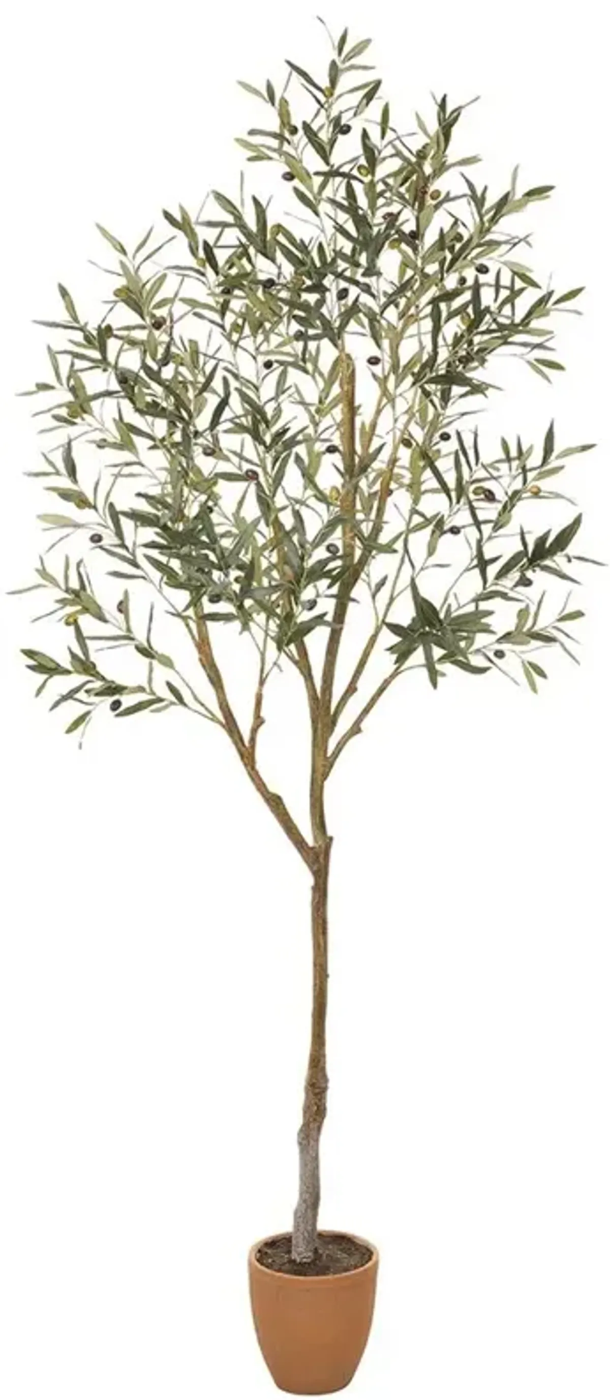 Olive Tree in Cement Pot