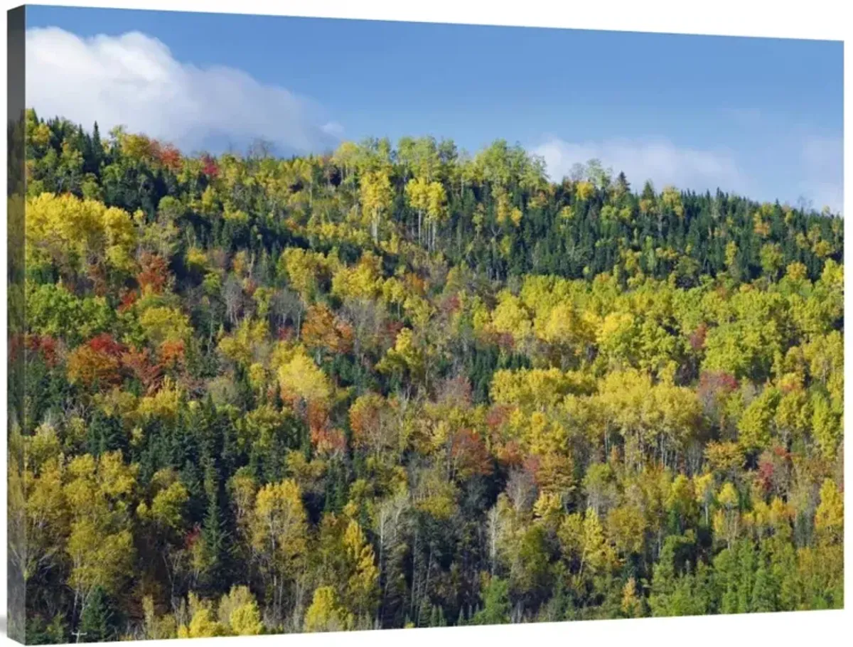 Fall colors, Chic-Chocs, Quebec, Canada-Canvas Art-40x30