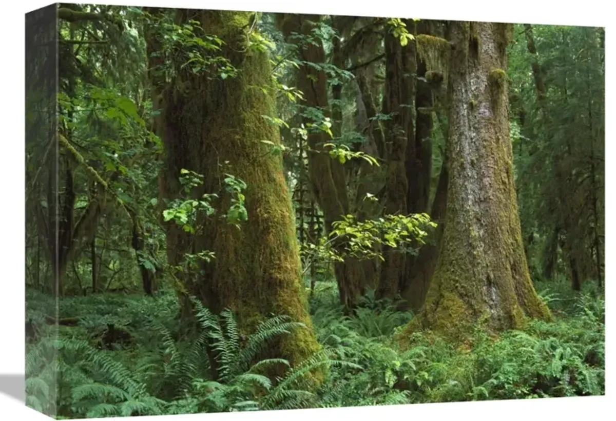 Moss-covered trees and dense undergrowth in the Hoh Temperate Rainforest, Olympic National Park, Washington-Canvas Art-16x12
