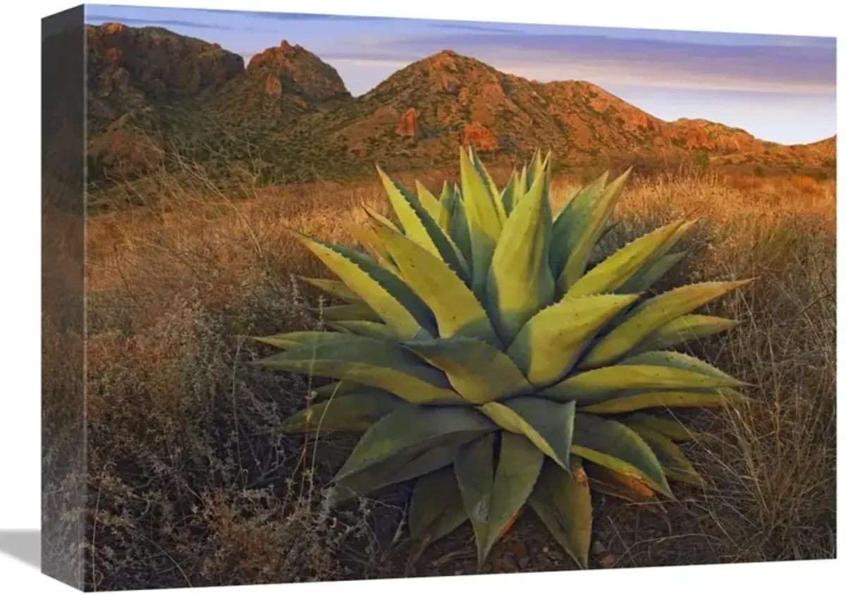 Agave plants and Chisos Mountains seen from Chisos Basin, Big Bend National Park, Chihuahuan Desert, Texas-Canvas Art-16x12