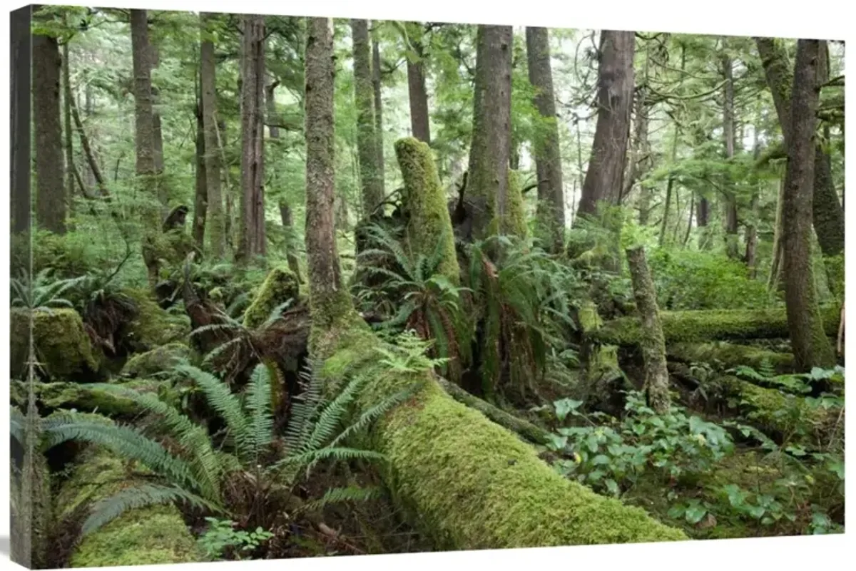 Interior of old-growth temperate rainforest, Vancouver Island, Cape Scott Provincial Park, Canada-Canvas Art-36x24