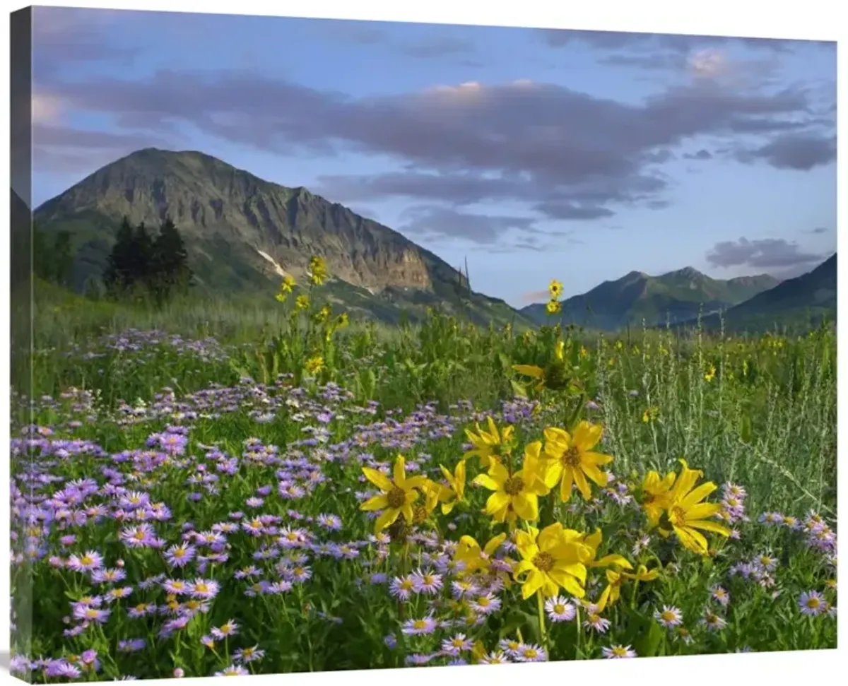 Meadow of Orange Sneezeweed and Smooth Aster, Gothic Mountain in distance, Colorado-Canvas Art-35x28