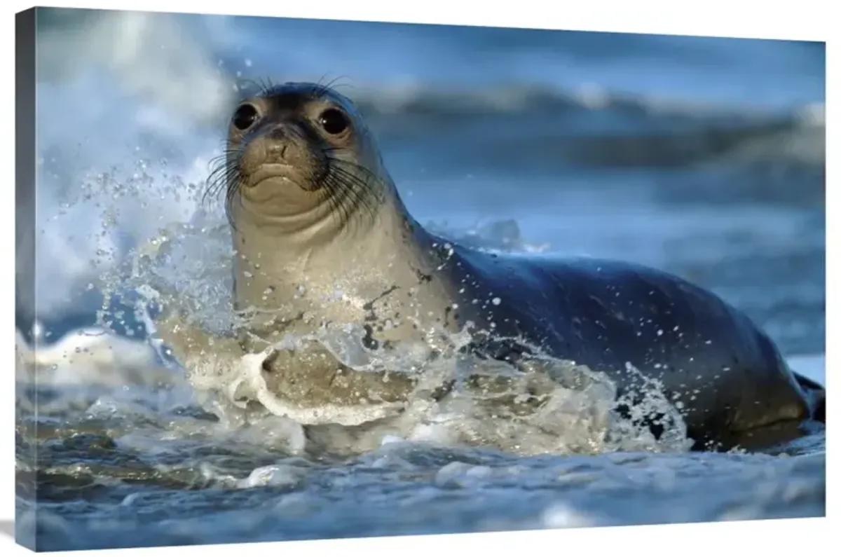Northern Elephant Seal female in splashing surf, North America-Canvas Art-36x24