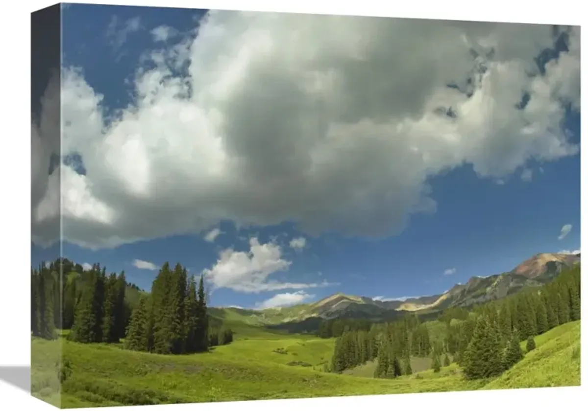 Stand of conifers in the Elk Mountains near Crested Butte, Colorado-Canvas Art-16x12