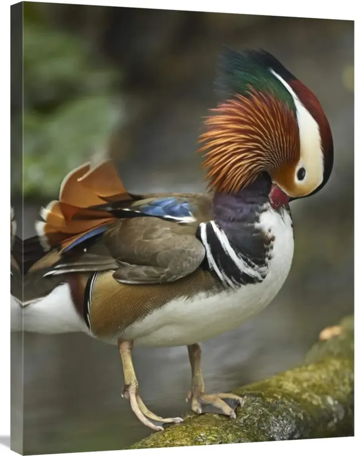 Mandarin Duck male preening, Jurong Bird Park, Singapore-Canvas Art-24x32