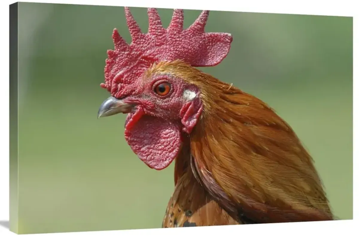 Portrait of a cockerel-Canvas Art-36x24