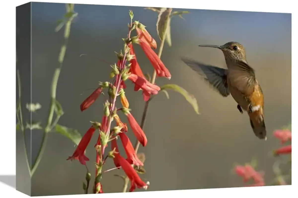Broad-tailed Hummingbird feeding on flower nectar, Santa Fe, New Mexico-Canvas Art-16x12