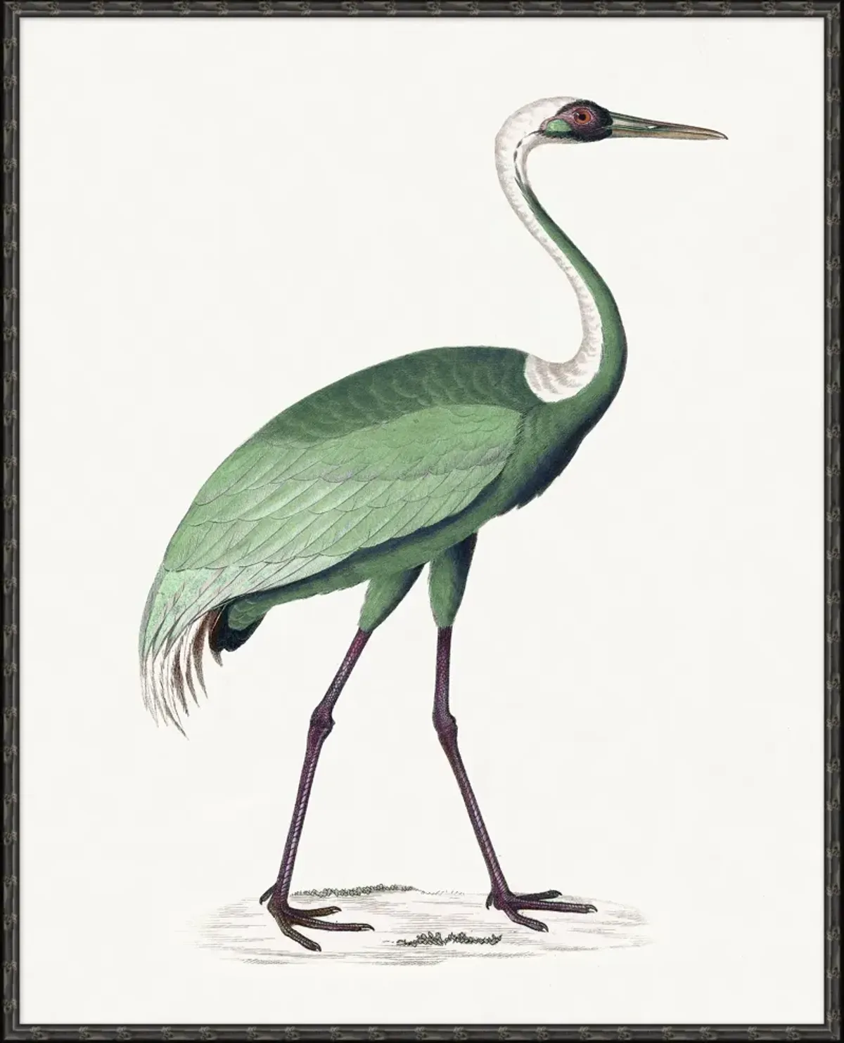 Viridescent Crane