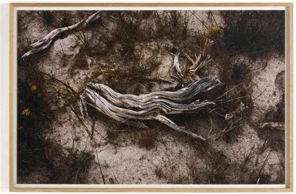 Bough By Shade Degges