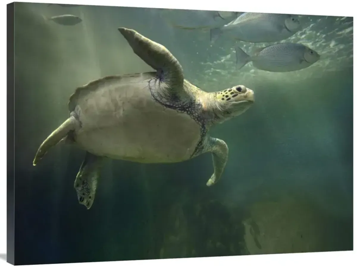 Green Sea Turtle and fish, Sabah, Malaysia-Canvas Art-40x30