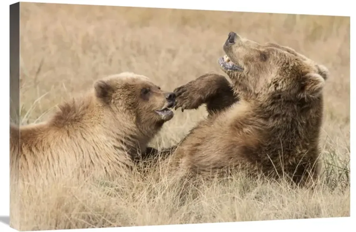 Grizzly Bear mother and cub playing, Katmai National Park, Alaska-Canvas Art-30x20