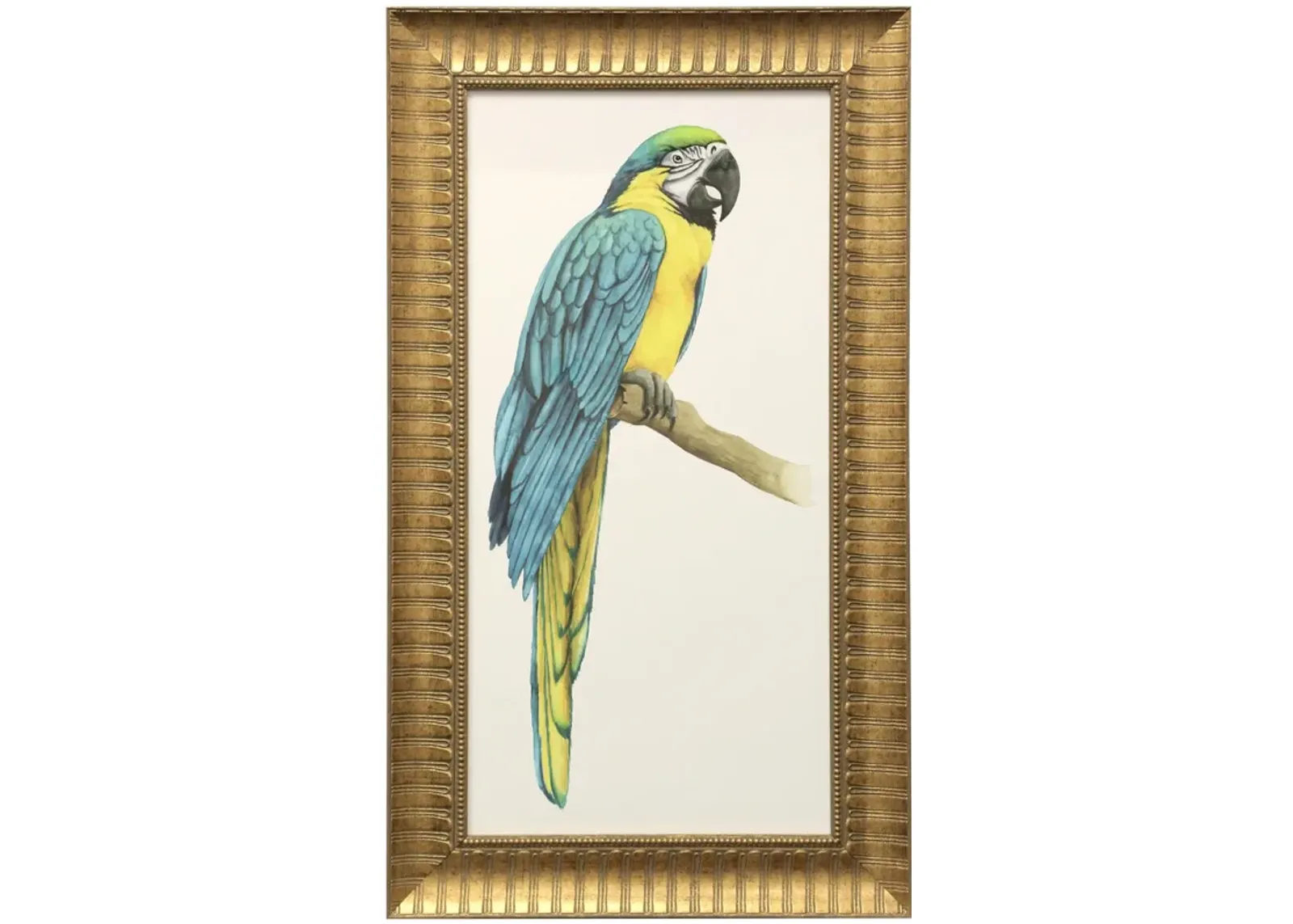 Teal Macaw I Framed Print